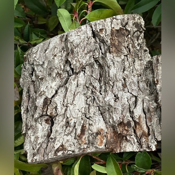 BEAUTIFUL TEXAS PECAN BARK 150+ YEARS OLD (ARTS AND CRAFTS) - Picture 2 of 5